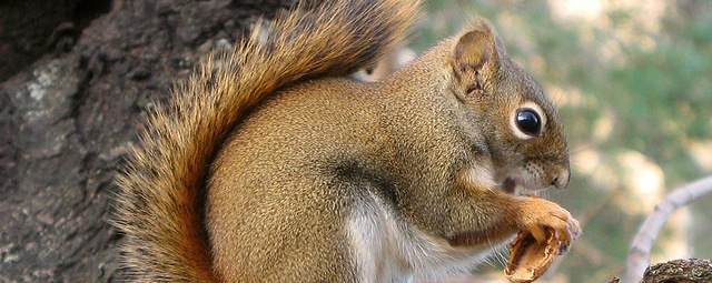 â¦cureuil roux -- Red Squirrel